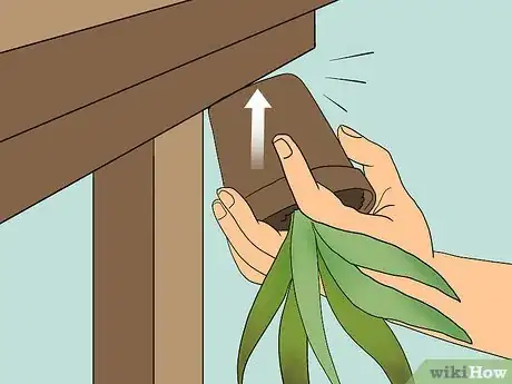 Immagine titolata Revive a Dying Aloe Vera Plant Step 1