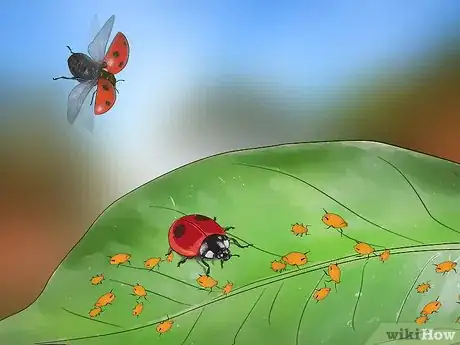 Immagine titolata Keep Aphids Away Using Eco Friendly Methods Step 5