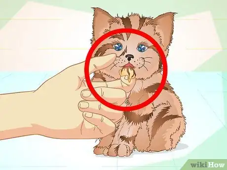 Immagine titolata Get a Sick Kitten to Eat Step 7