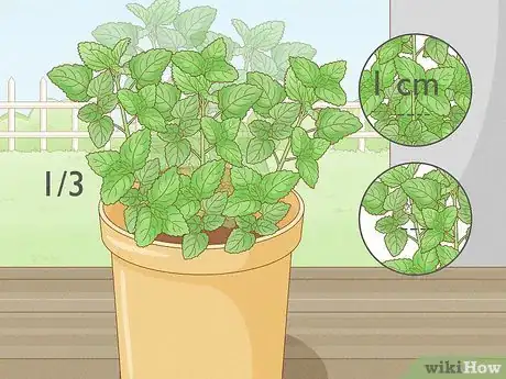 Immagine titolata Grow Mint in a Pot Step 23