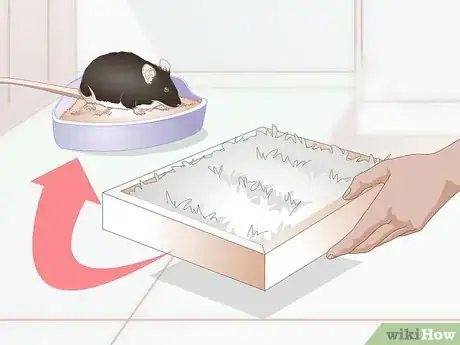 Immagine titolata Litterbox Train Your Rat Step 11