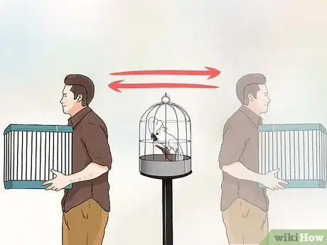 Immagine titolata Train Parrots to Make Less Noise Step 10