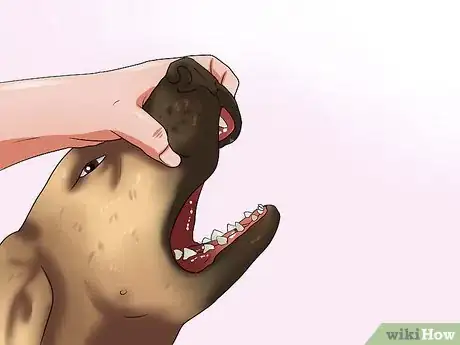 Immagine titolata Get Your Dog to Swallow a Pill Step 14