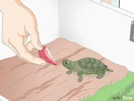 Immagine titolata Feed Your Turtle if It is Refusing to Eat Step 7