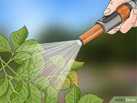 Immagine titolata Keep Aphids Away Using Eco Friendly Methods Step 6