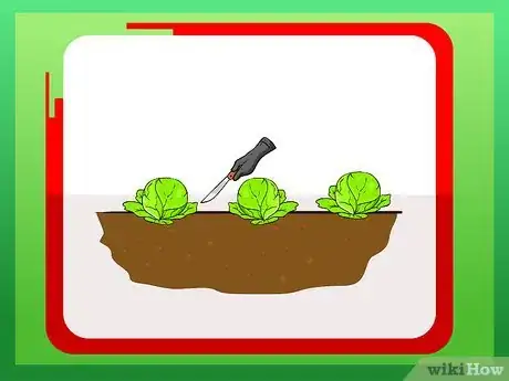 Immagine titolata Plant Cabbage Step 5