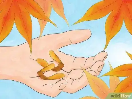 Immagine titolata Germinate Maple Tree Seeds Step 1