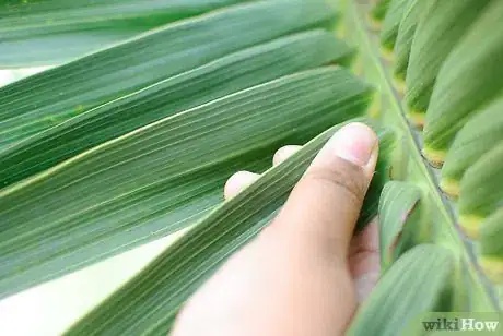 Immagine titolata Make a Palm Frond Cross Step 1