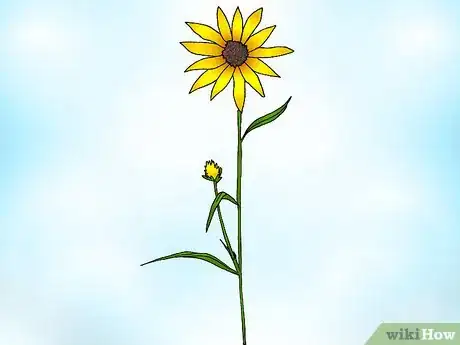 Immagine titolata Prune Sunflowers Step 2