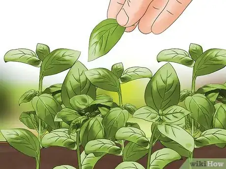 Immagine titolata Harvest Basil Step 2