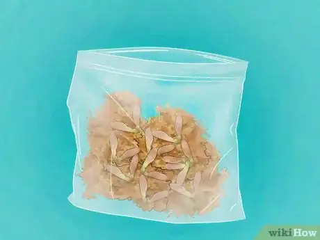 Immagine titolata Germinate Maple Tree Seeds Step 5