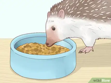 Immagine titolata Take Care of a Hedgehog Step 12
