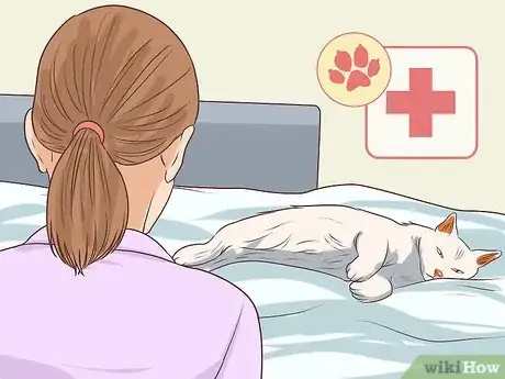 Immagine titolata Diagnose and Treat Bacterial Skin Infections in Cats Step 8