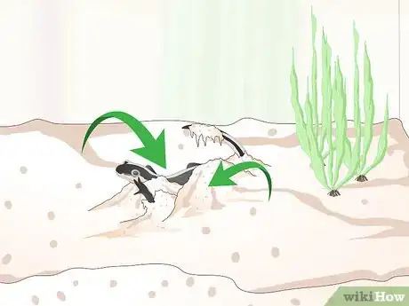 Immagine titolata Care for Salamanders Step 12
