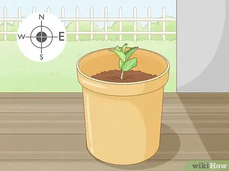 Immagine titolata Grow Mint in a Pot Step 21