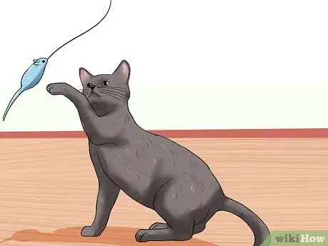 Immagine titolata Know if a Cat Is Stressed Step 11