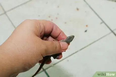 Immagine titolata Catch a Common House Lizard and Keep It As a Pet Step 3