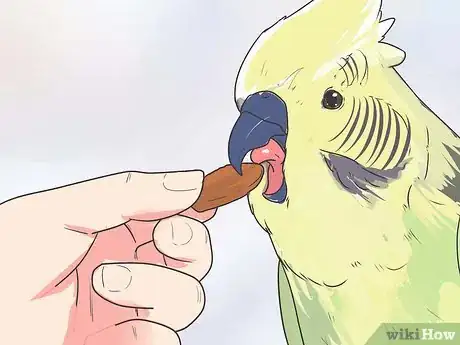 Immagine titolata Teach Your Bird to Talk Step 9