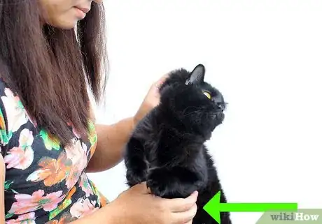 Immagine titolata Hold a Cat by the Scruff Step 7