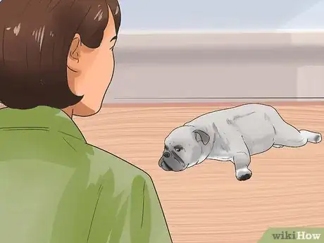 Immagine titolata Tell if Your Dog Has Parvo Step 3