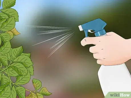 Immagine titolata Keep Aphids Away Using Eco Friendly Methods Step 2