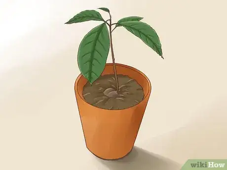 Immagine titolata Grow Avocados Step 9