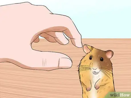 Immagine titolata Handle a Hamster Without Being Bitten Step 12