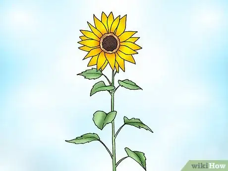 Immagine titolata Prune Sunflowers Step 3