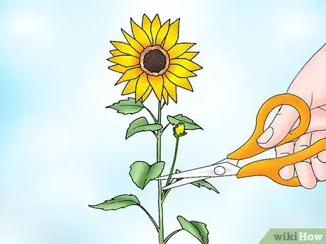 Immagine titolata Prune Sunflowers Step 7