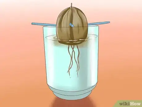 Immagine titolata Grow Avocados Step 6