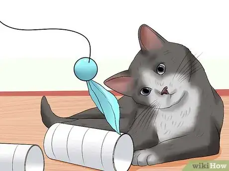Immagine titolata Know if a Cat Is Stressed Step 12
