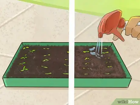 Immagine titolata Plant Angel Trumpet Seeds Step 9