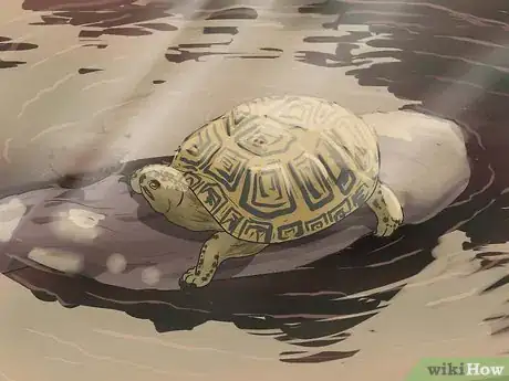 Immagine titolata Tell the Difference Between a Tortoise, Terrapin and Turtle Step 4