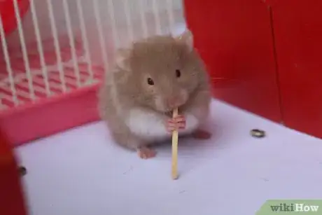 Immagine titolata Train Your Hamster Step 7