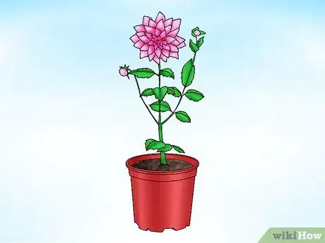 Immagine titolata Store Dahlias over Winter Step 1
