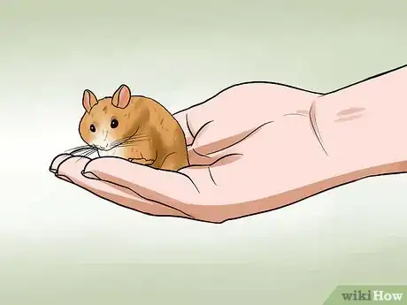 Immagine titolata Handle a Hamster Without Being Bitten Step 15