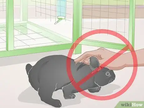 Immagine titolata Earn Your Rabbit's Trust Step 6