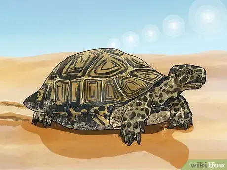 Immagine titolata Tell the Difference Between a Tortoise, Terrapin and Turtle Step 2