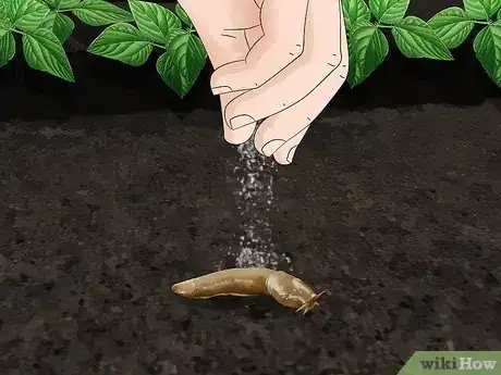 Immagine titolata Does Salt Kill Slugs Step 5