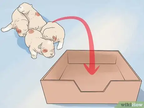 Immagine titolata Help Your Dog Whelp or Deliver Puppies Step 7