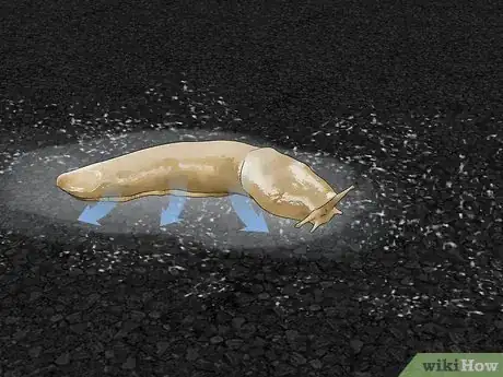Immagine titolata Does Salt Kill Slugs Step 1