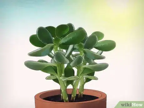 Immagine titolata Grow a Jade Plant Step 8