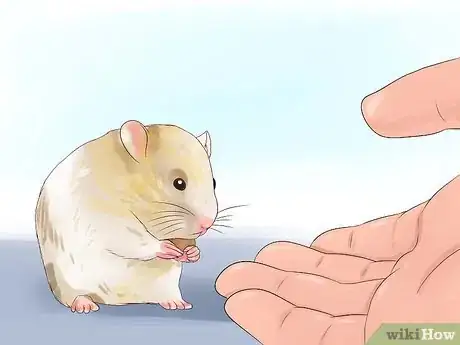 Immagine titolata Keep a Happy Hamster Step 11