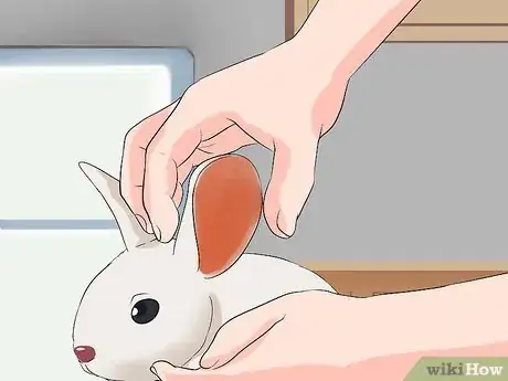 Immagine titolata Clean Your Rabbit's Ears Step 5