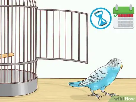 Immagine titolata Keep a Parakeet Safe Out of Its Cage Step 1