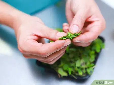 Immagine titolata Make Mint Tea Step 2