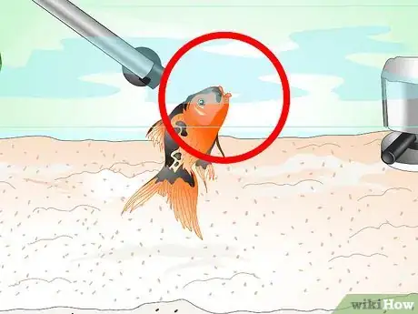 Immagine titolata Save a Dying Goldfish Step 5