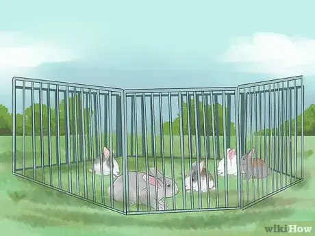 Immagine titolata Catch a Pet Rabbit Step 12