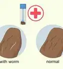 Espellere i Vermi Parassiti dell'Intestino