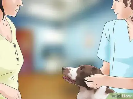Immagine titolata Keep Flies Off Dogs Step 14